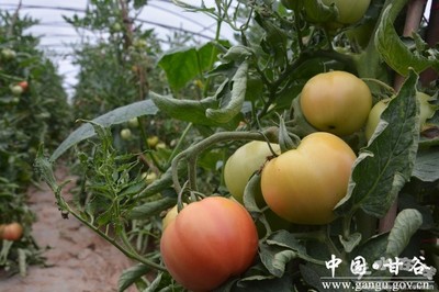 磐安镇 '三社合一'合出精准脱贫新天地